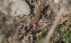 Psammodromus edwarsianus
