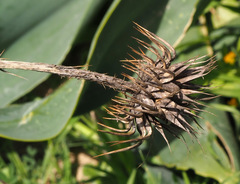 Onopordum palaestinum