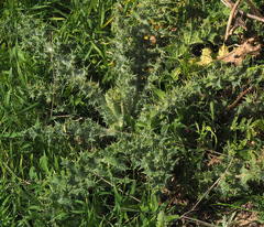 Onopordum palaestinum
