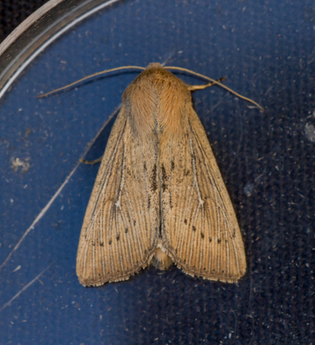 Obscure Wainscot, 's-Gravenland, Capelle aan den IJssel, Nederland, photo 5 of 10