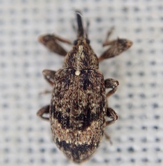 Anthonomus pomorum