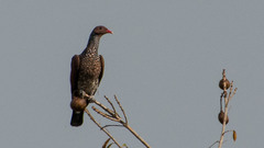 Patagioenas speciosa