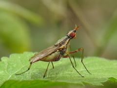 Glyphidops flavifrons