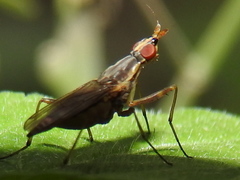 Glyphidops flavifrons