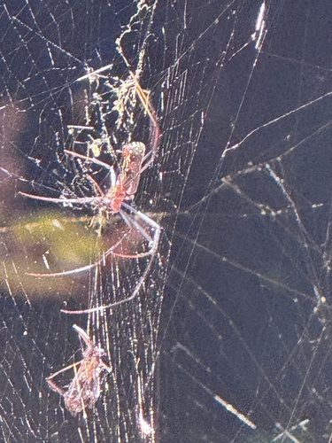 Hairy Golden Orb-weaving Spider