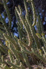 Austrocylindropuntia