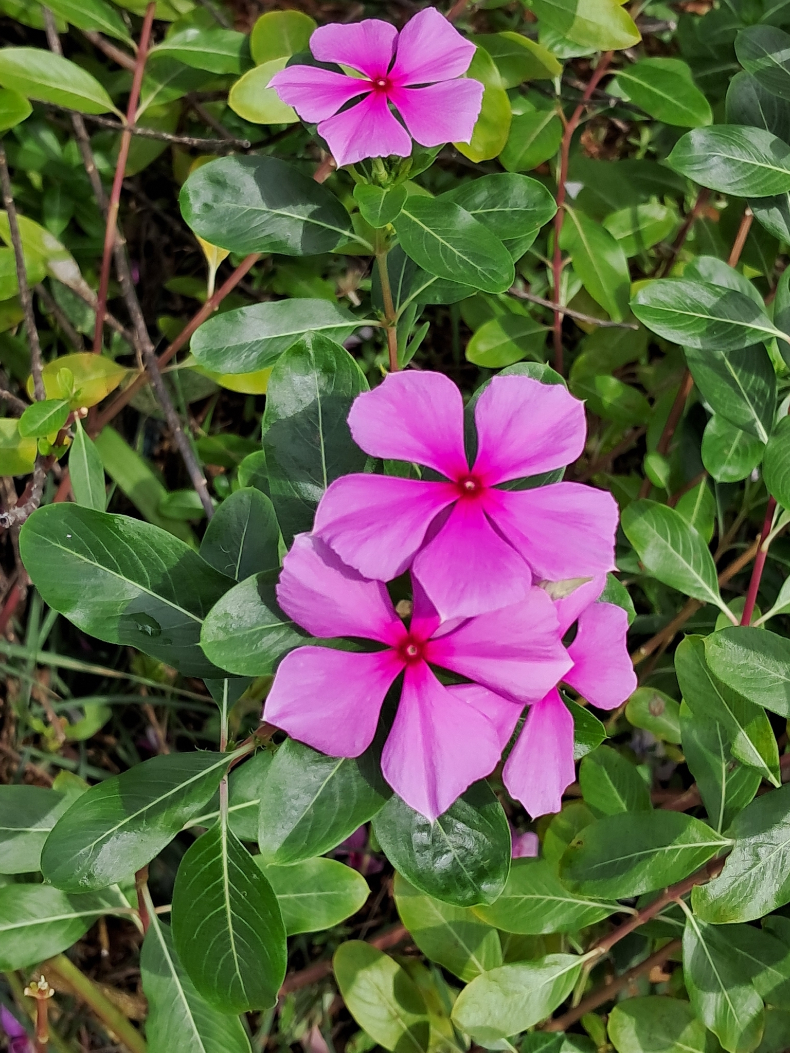Catharanthus roseus