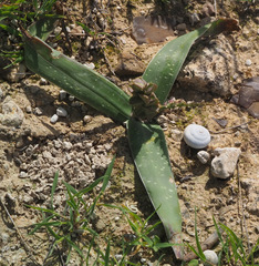 Bellevalia desertorum