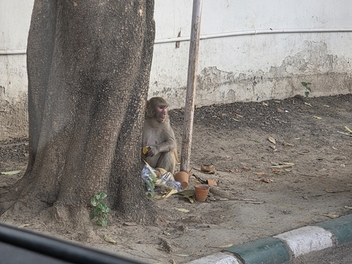 Rhesus Macaque