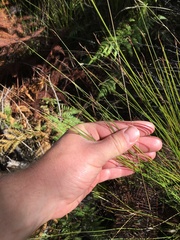 Netrostylis capillaris