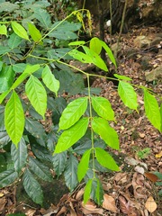 Bigeminum Archidendron (Archidendron bigeminum)