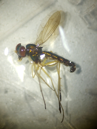 Chrysosoma palapes, 2026-04-03