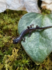 Plethodon teyahalee