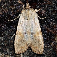 Lithophane patefacta