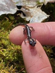 Plethodon teyahalee