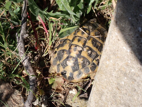 Testudo hermanni