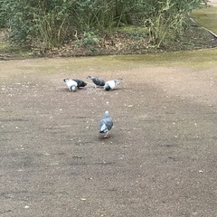 Columba livia domestica