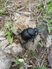 Phanaeus triangularis