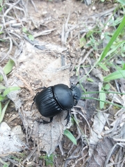 Phanaeus triangularis