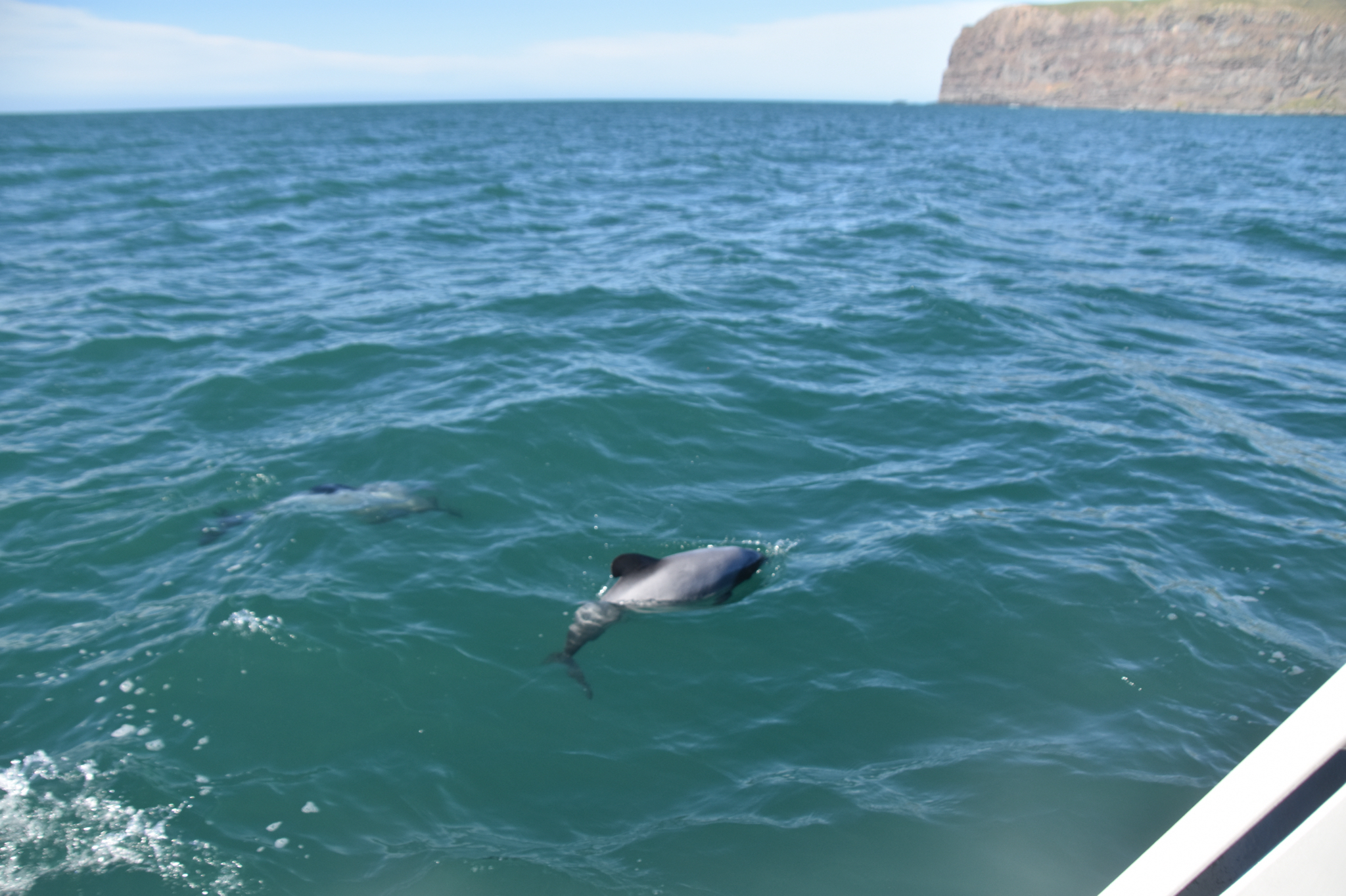 Cephalorhynchus hectori