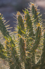 Austrocylindropuntia