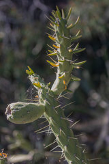 Austrocylindropuntia
