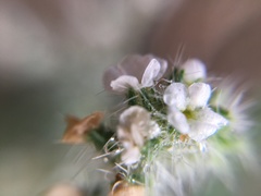 Cryptantha barbigera