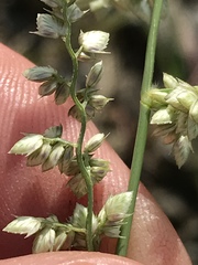 Eragrostis echinochloidea