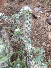 Cryptantha barbigera