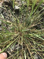 Eragrostis echinochloidea
