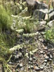 Eragrostis echinochloidea