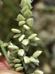 Eragrostis echinochloidea