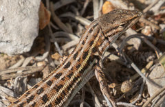 Psammodromus edwarsianus