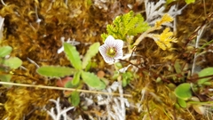 Gentianella montana ionostigma