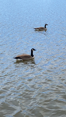 Branta canadensis