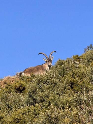 Avistamiento Cabra montés de Sierra María