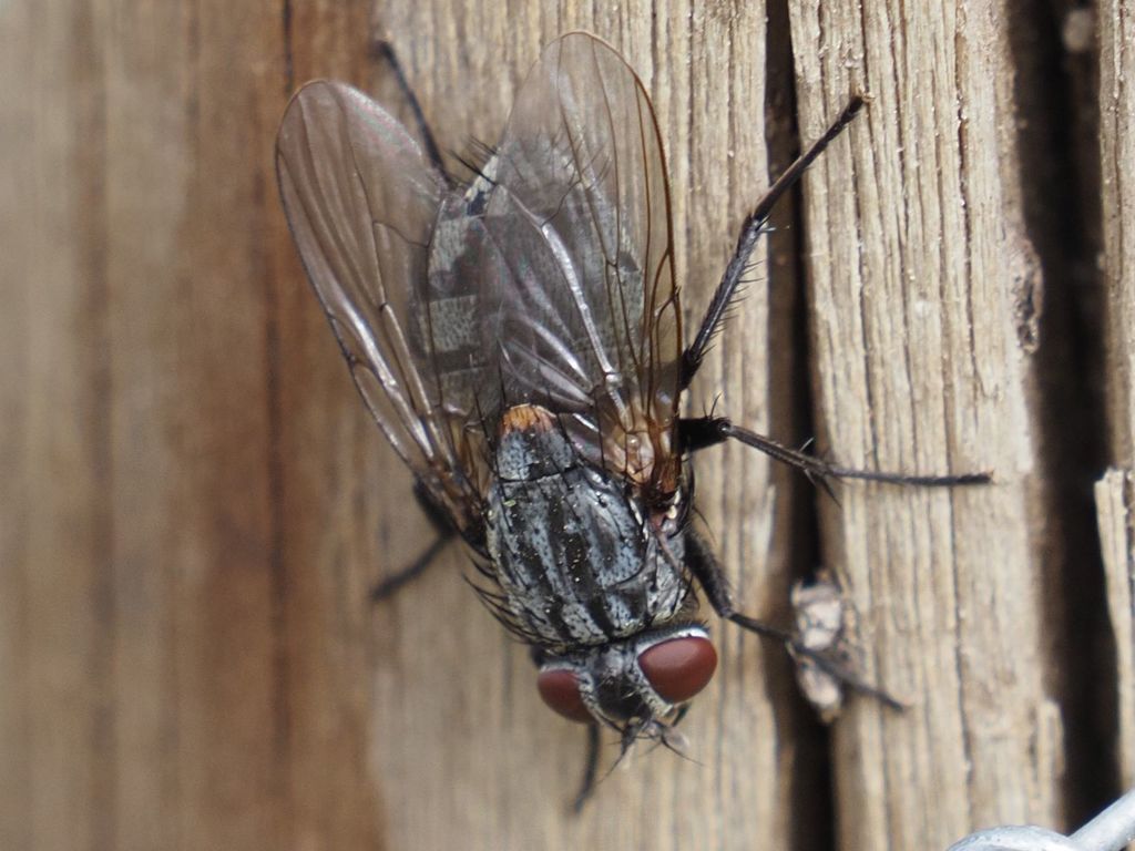 Dark-horned Muscina