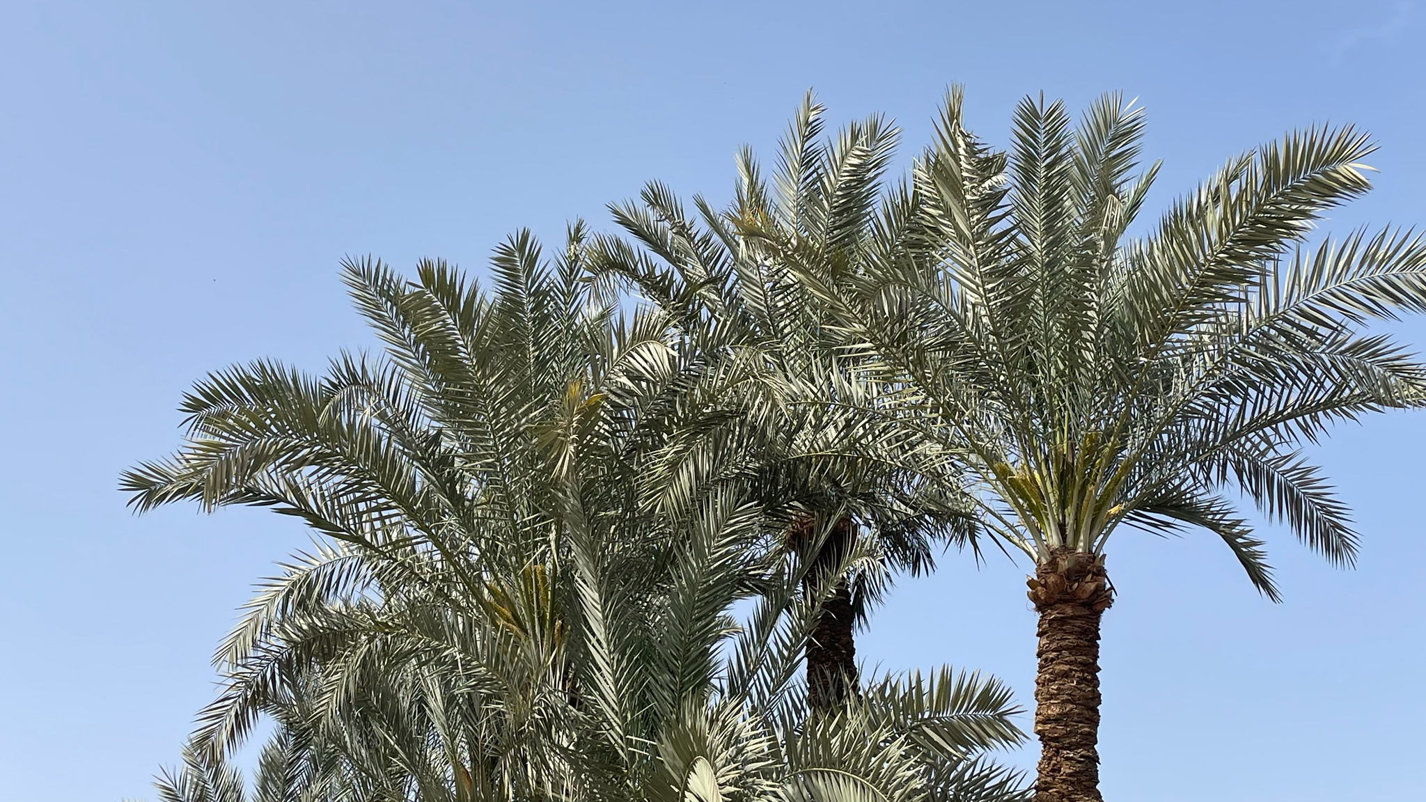 Date Palm (Phoenix dactylifera)