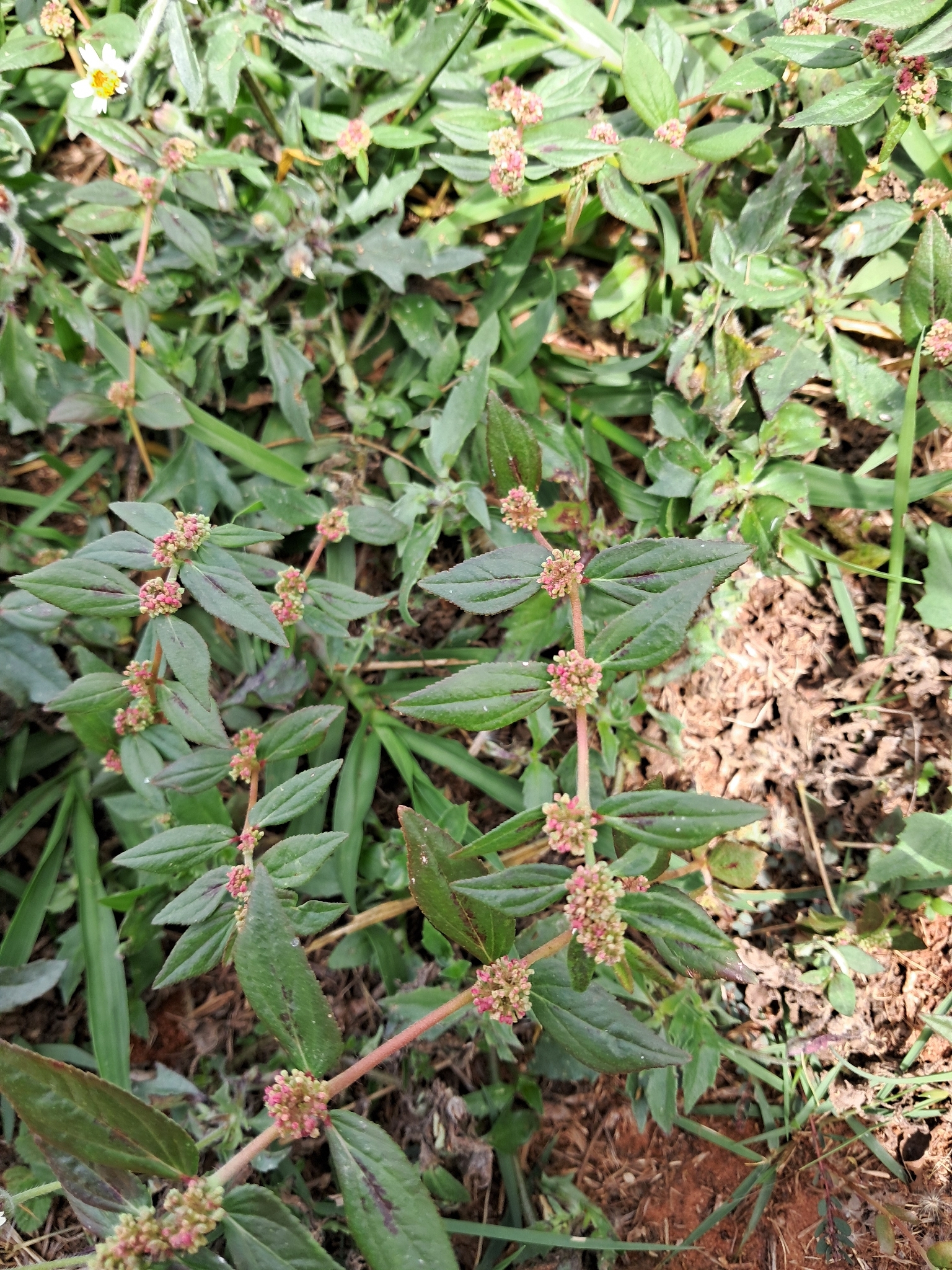 Euphorbia hirta