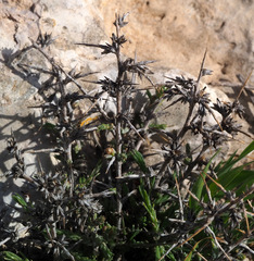 Noaea mucronata