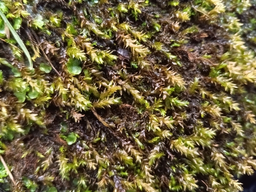 Platyhypnidium Moss (Rhynchostegium riparioides)