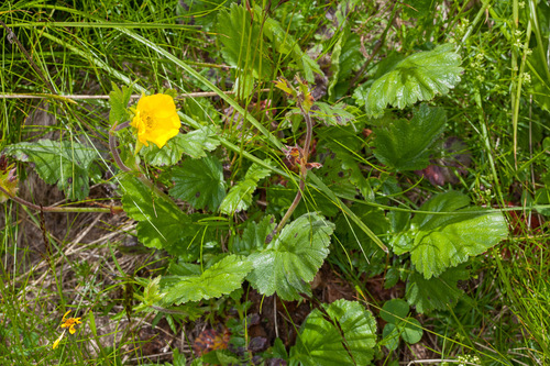 Alpine avens (Geum montanum)