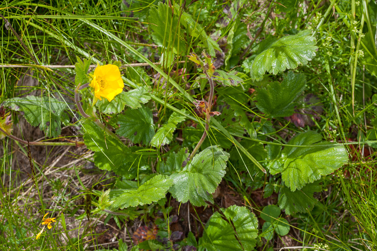 Alpine Avens (Geum montanum)