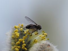 Melangyna quadrimaculata