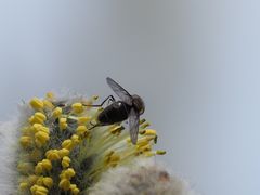 Melangyna quadrimaculata