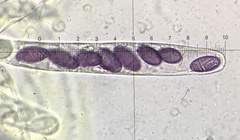 Ascobolus michaudii