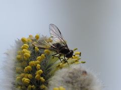 Melangyna quadrimaculata