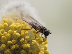 Melangyna quadrimaculata