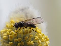 Melangyna quadrimaculata