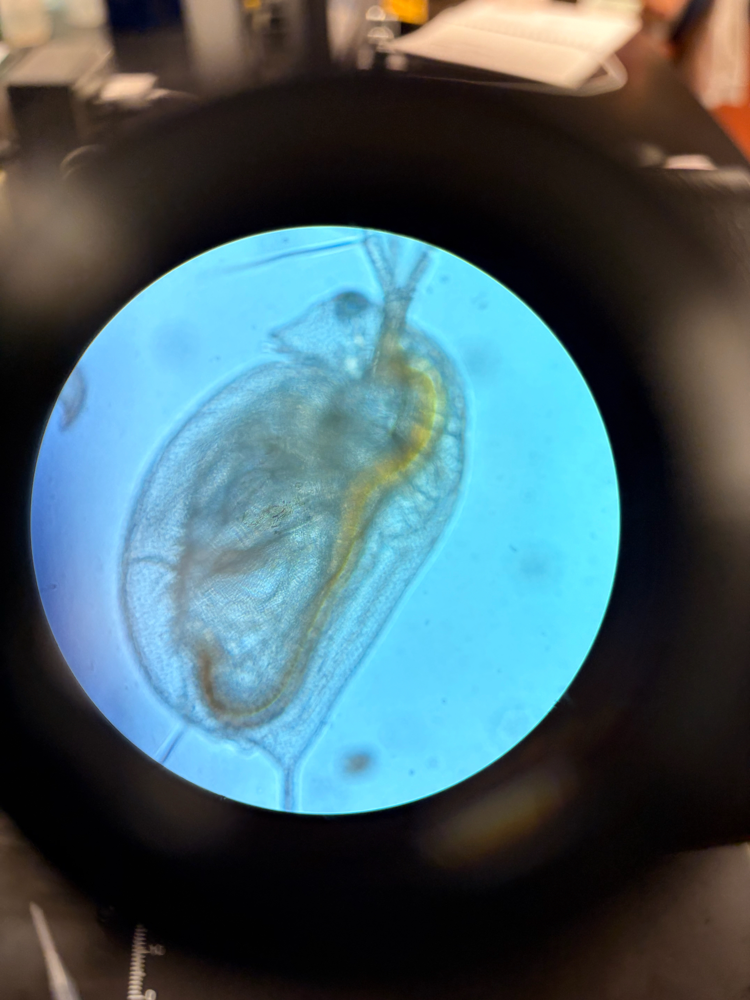 Daphnia magna Straus, 1820